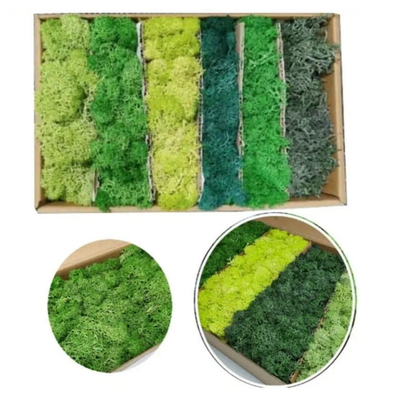 1 Piece of 6 Colors of Fresh Moss -8.47 Ounces, Used for Crafts, Potted Plants, Flower Combinations, Home Art, Gardening Decoration, Moss