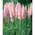 thumbnail image 1 of ( 1 ) - Pink Pampas Grass - Starter Plant ( 4m ) ( 1 live plant ), 1 of 4