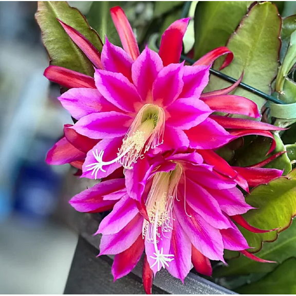 1 Pot has 2 Plants Pink Epiphyllum Orchid Plants Live for Planting, Pink Orchid Cactus Plants Trailing Orchid Cactus Plants for Indoor Outdoor in 4 Inch Pot