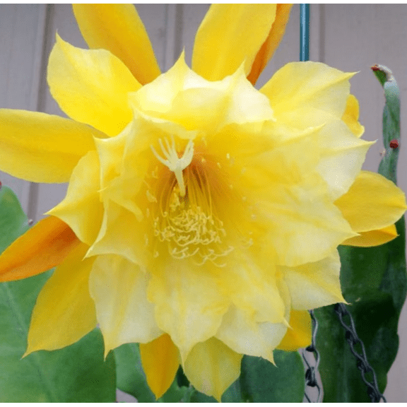 1 Pot has 2 Plants Yellow Epiphyllum Orchid Plants Live for Planting, Yellow Orchid Cactus Plants Trailing Orchid Cactus Plants for Indoor Outdoor in 4 Inch Pot