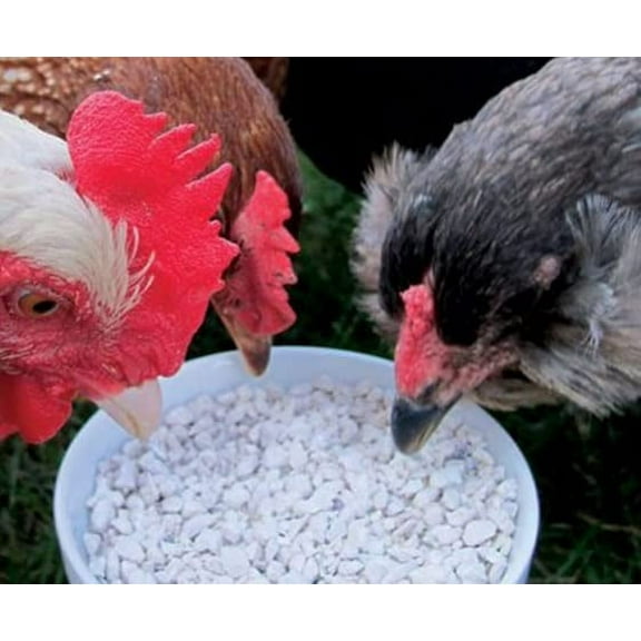 1 Pound CZ Grain Calcium and Crushed Oyster Shells Grit for Chickens and Ducks