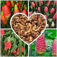 thumbnail image 1 of 1 Pound Hawaiian Awapuhi Shampoo Ginger Rhizomes Pinecone Ginger Red Ginger Lily Bulbs, Grow Indoor or Outdoor, 1 of 6