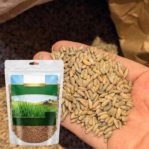 1 Pound Rye Seeds for Planting, Rye Cover Crop Seeds, Fast-Growing Grass Seeds for Lawn, Outdoor Spring Planting