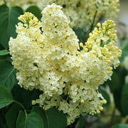 ( 1 ) - Primrose Yellow French Lilac ( syringa ) - Starter Plant ( L7 ) ( 1 Live Plant )