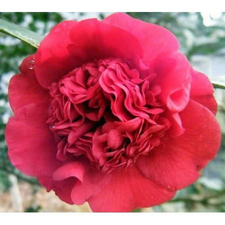 ( 1 ) - Professor Sargent Red Camellia japonica - Starter Plant ( 4L ) ( 1 live plant )