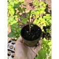 1 ROOTED Black Currant Consort Starter Plant Edible and Delicious