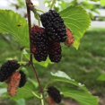 1 Red Mulberry plant live rooted plant edible Zones 49. Selfpollinati