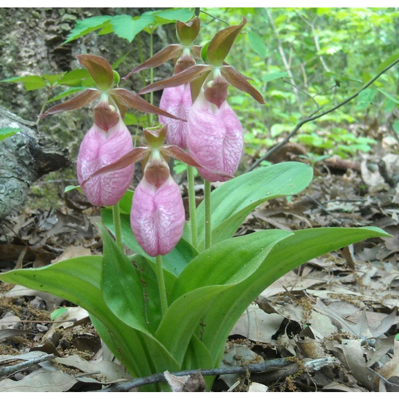 1 Root Double Crown Pink Ladys Slipper Flowers Bulb Cypripedium Acaule Bulb Pink Flowering Orchid Tubers, 2 Buds/Root