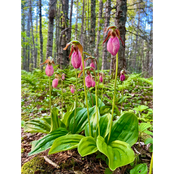 1 Root Pink Ladys Slipper Flowers Bulb Cypripedium Acaule Bulb Pink Flowering Orchid Tubers,1 Blooming Size