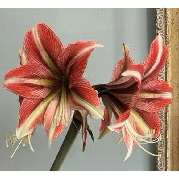 1 Ruby Star Amaryllis Bulb, 38mm Plus- Great for Forcing! Wonderful and unique gift!
