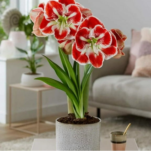 1 Samba Bulb, Healthy bulb!. Great for Winter Forcing! Wonderful and unique gift!