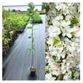 1 Sargent Crabapple Tree Live Plant for Planting Outdoor in Quart Pot
