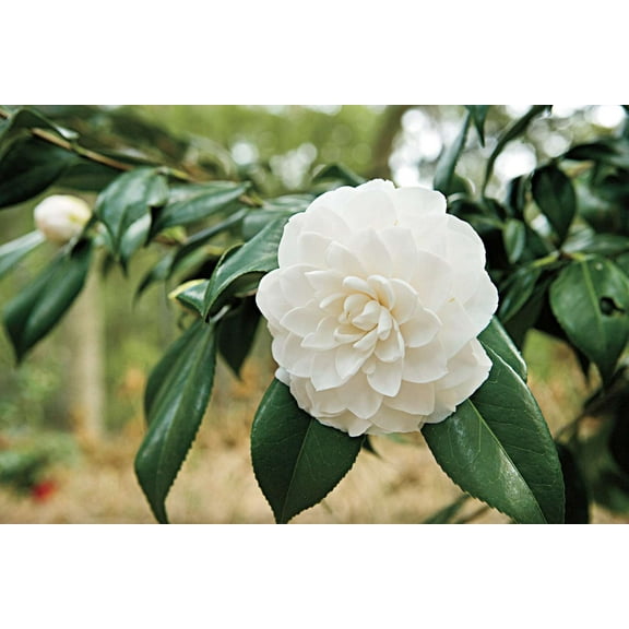 ( 1 ) - Sea Foam Camellia Japonica - Starter Plant ( L4 ) ( 1 Live Plant )