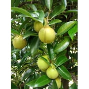 1 Seed NUTMEG TREE Seed Myristica Fragrans Pala MACE Fruit Nut Pumpkin Pie Spice