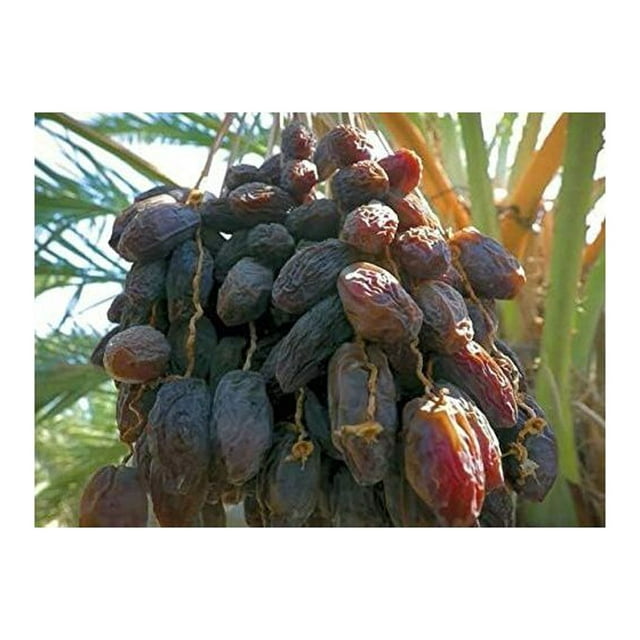 1 Seedling of Medjool Date Palm Tree from Very Sweet Nutritious Dates