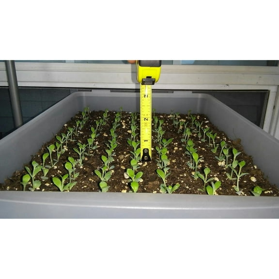 1 Seedling with Roots of Mexican Hat Plant, Kalanchoe,