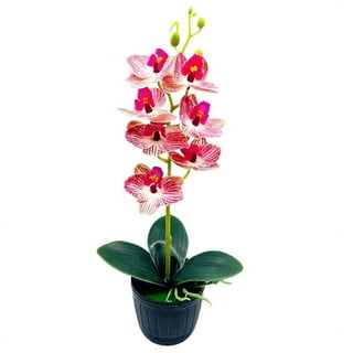 https://i5.walmartimages.com/seo/1-Set-Artificial-Orchid-Flowers-Pot-Natural-Looking-Plastic-Showcase-Shelf-Imitation-Potted-Plant-Home-Decor_f2e5a7a3-59ac-4636-a918-0e6cbf582b92.05345bdd27d22a4e20e1f71b447f175d.jpeg?odnHeight=320&odnWidth=320&odnBg=FFFFFF