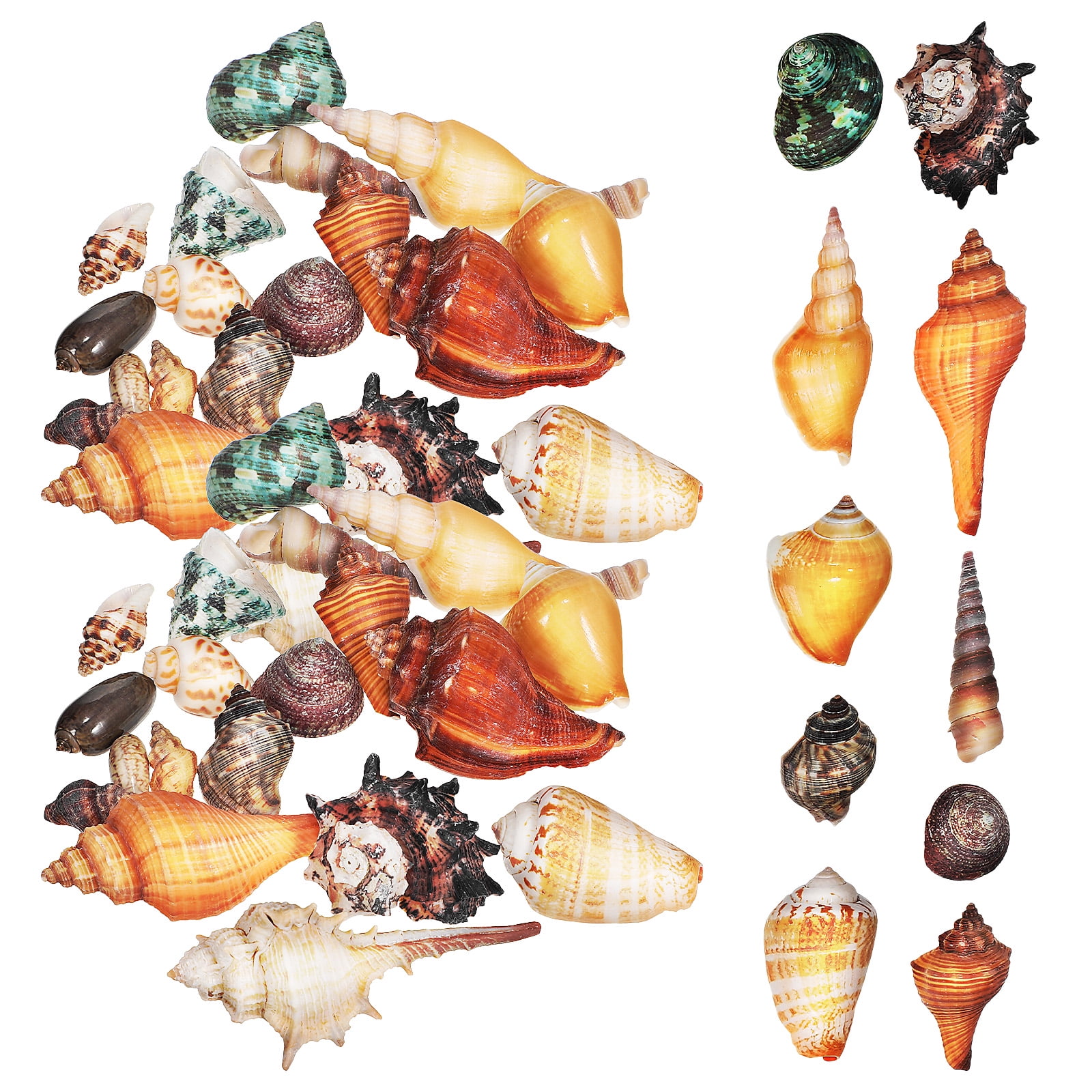 1 Set Hermit Crab Shells Conch Shells Sea Shells Craft Shell Seashells