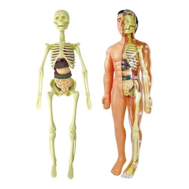 1 Set Human  Skeleton Model Education Display Models Modelos de Anatomia