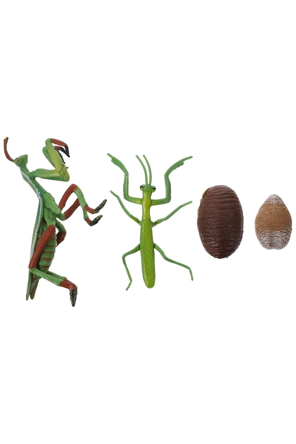 1 Set Mantis Life Cycle Figure Insect Life Cycle Figure Early Education Prop