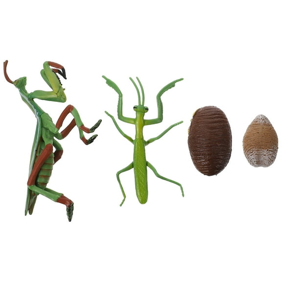 1 Set Mantis Life Cycle Figure Insect Life Cycle Figure Early Education Prop