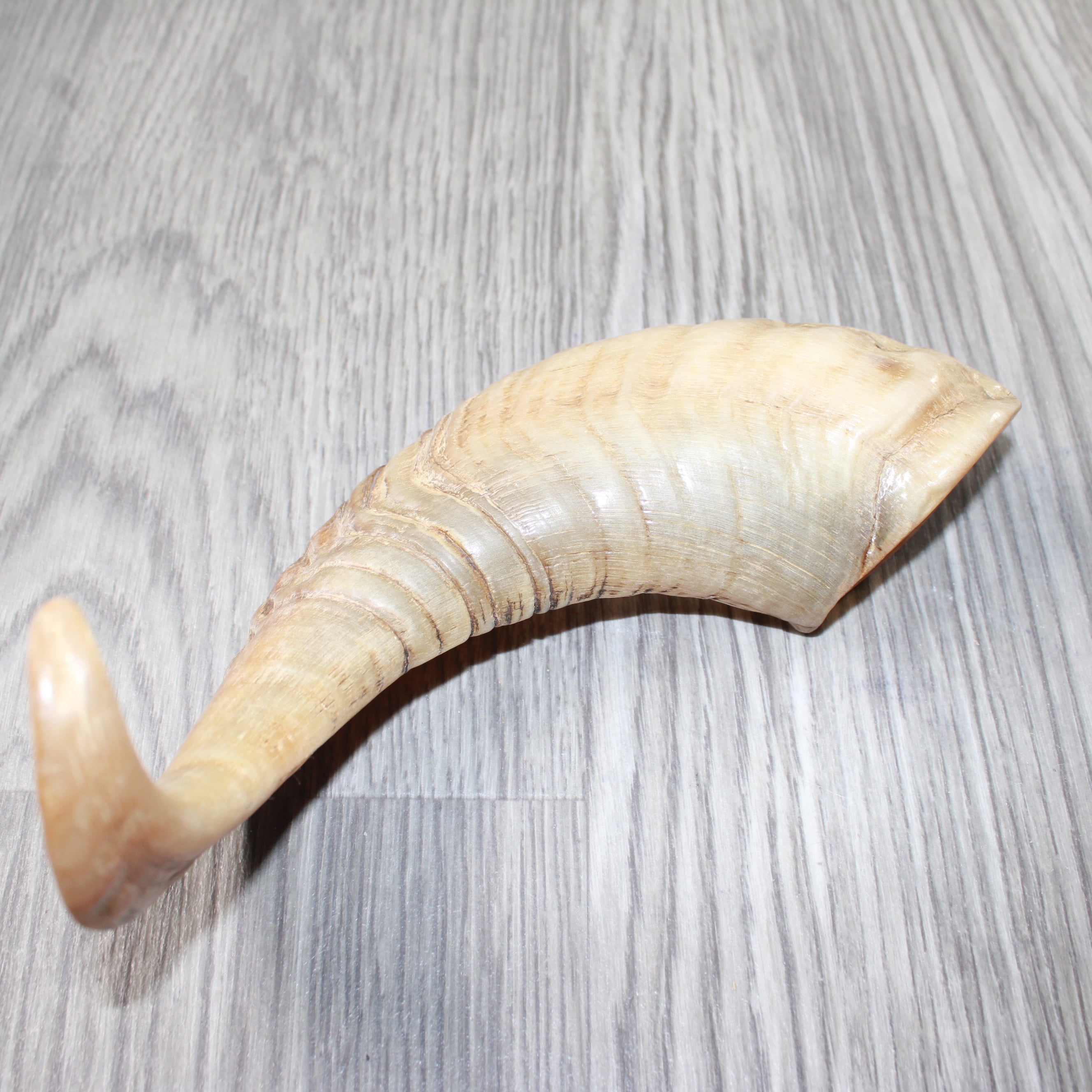 1 Sheep Horn  #4264    Natural Colored Polished Ram Horn