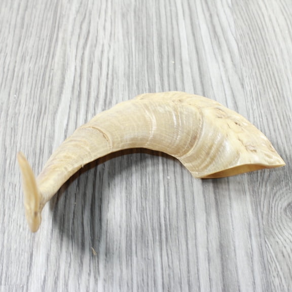 1 Sheep Horn  #4454    Natural Colored Polished Ram Horn