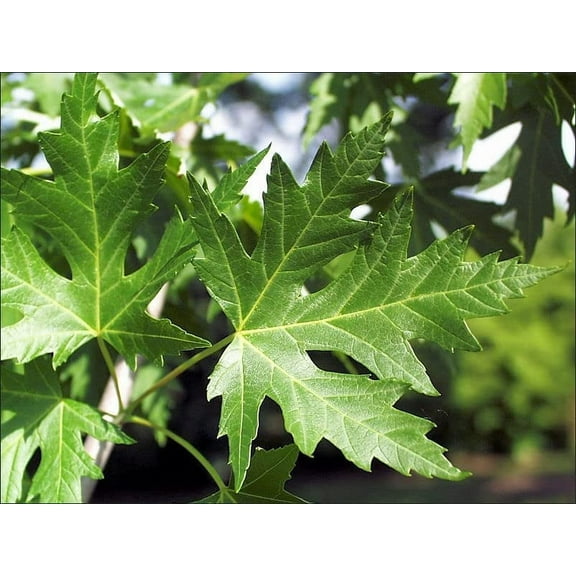1 Silver Maple Tree Seedling to Plant