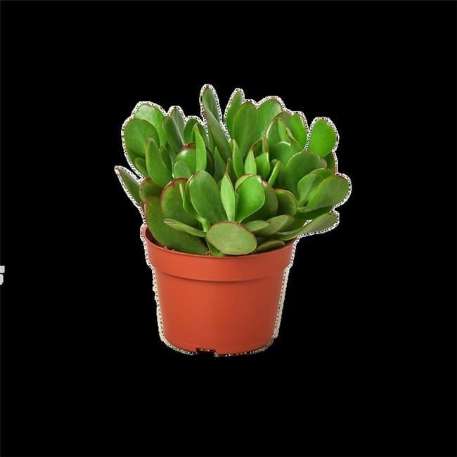 1 Succulent Monthly Subscription Box - Walmart.com