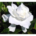 thumbnail image 1 of ( 1 ) - Summer Snow Gardenia - Starter Plant ( 4L ) - Evergreen - Fragrant White Flowers, 1 of 6