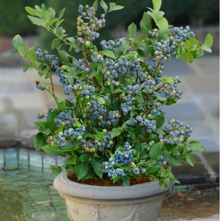 ( 1 ) - Sunshine Blue "Semi-Dwarf" Blueberry - Starter Plant ( 4m ) ( 1 live plant )