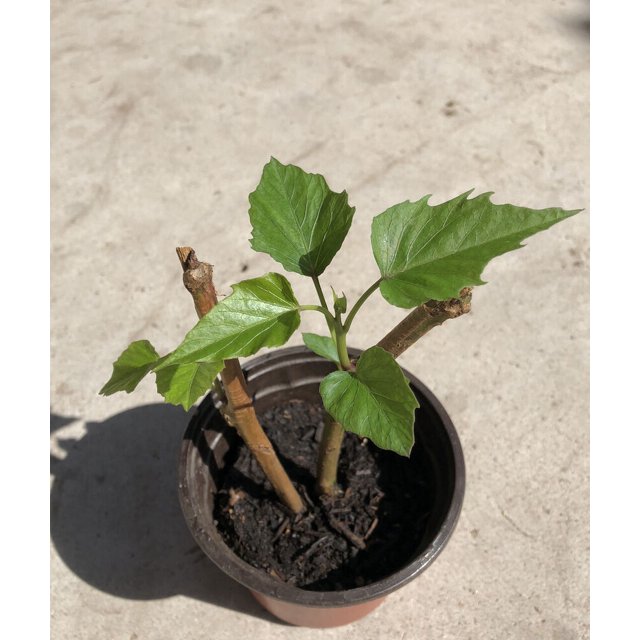 1 Sweet Potato Plant Cuttings Vine With Pot Sweet Potatoes Live Plant