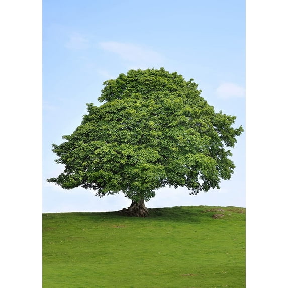 1 Sycamore Tree Seedling for Planting 1-2 Feet Tall Live Tree