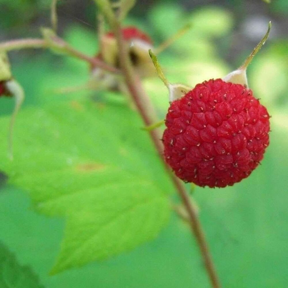 1 Thimbleberry raspberry. Thornless starter plant. Zones 38.