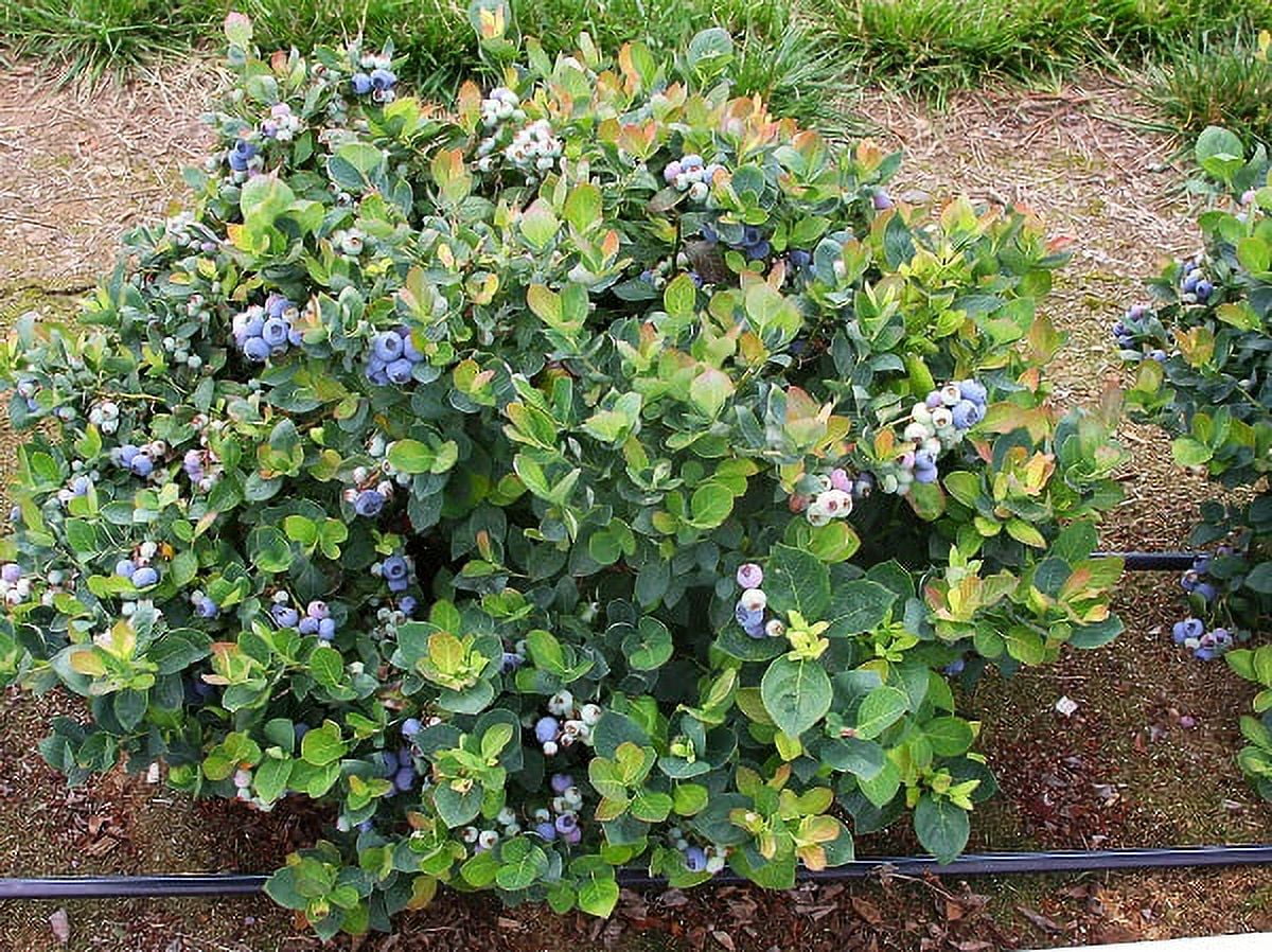 Top Hat Dwarf Blueberry Indoor Potted Garden Fruit, Starter Plant (8m