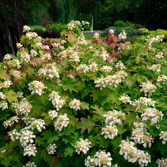( 1 ) - Toy Soldier "Bloomin' Easy" Dwarf Oakleaf Hydrangea - Starter Plant ( L7 )