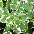 thumbnail image 1 of 1 Variegated Swedish Ivy Plant Live For Planting - Swedish Ivy Mint Seedlings 4-9 Inch Height, In 3" Pot, 1 of 5