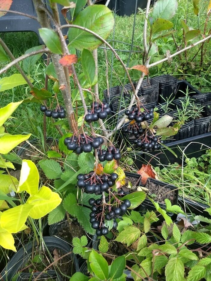 1 Viking Aronia berry plant. Zones 38. Live rooted starter plant
