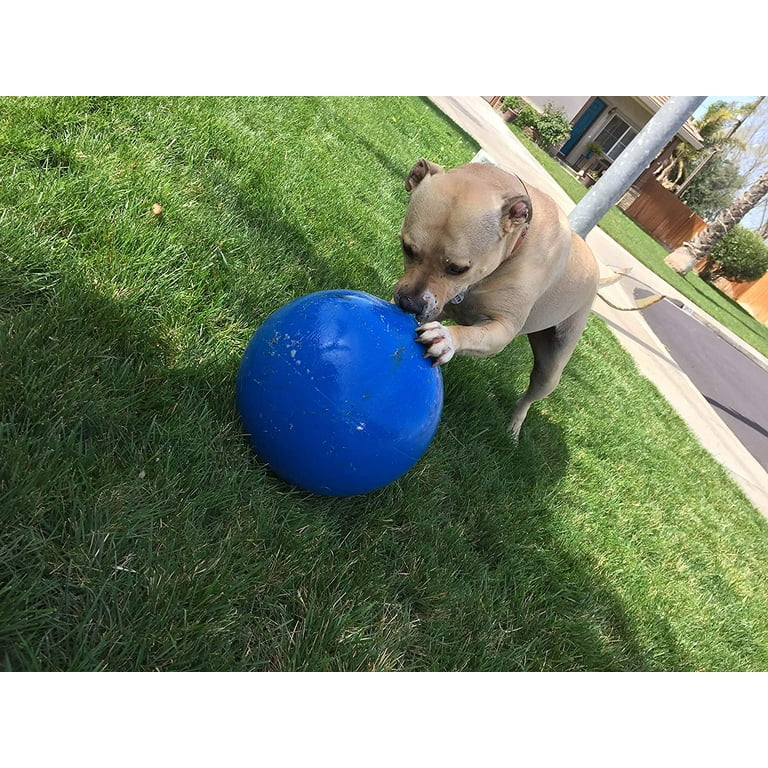1 Virtually Indestructible Best Ball for Dogs 10 inch COLOR MAY VARY