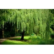 1 Weeping Willow Tree Cutting - Guaranteed to Grow -Excellent Memorial Gift or Wedding Tree - 100% Satisfaction Guarantee