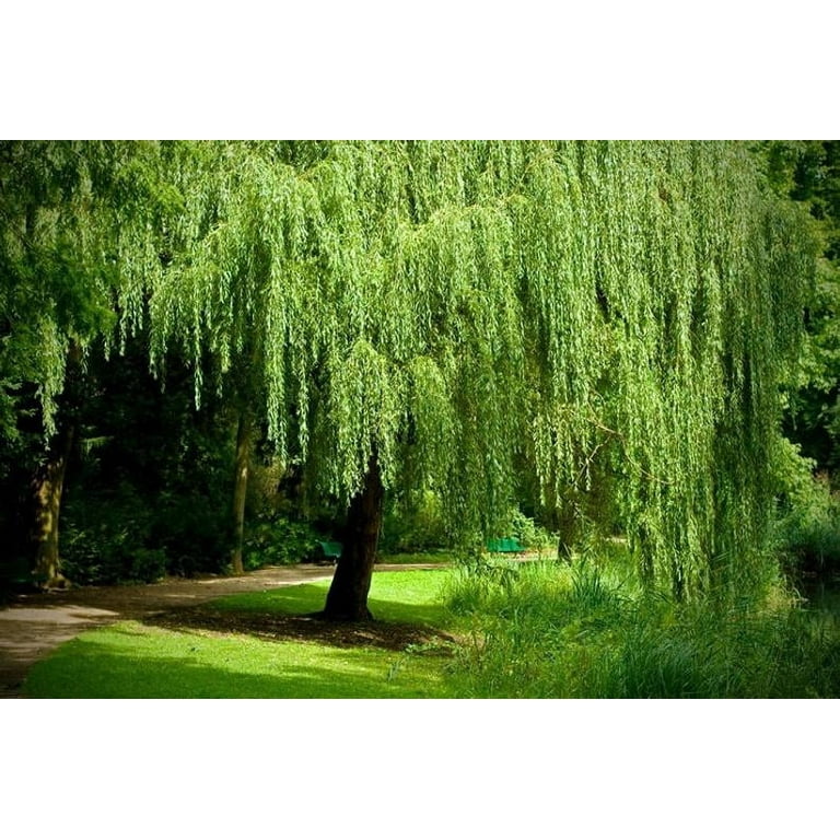1 Gal. Weeping Willow Deciduous Tree WILWEE01G - The Home Depot