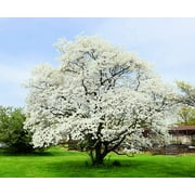 1 White Flowering Dogwood Tree Seedling for Planting