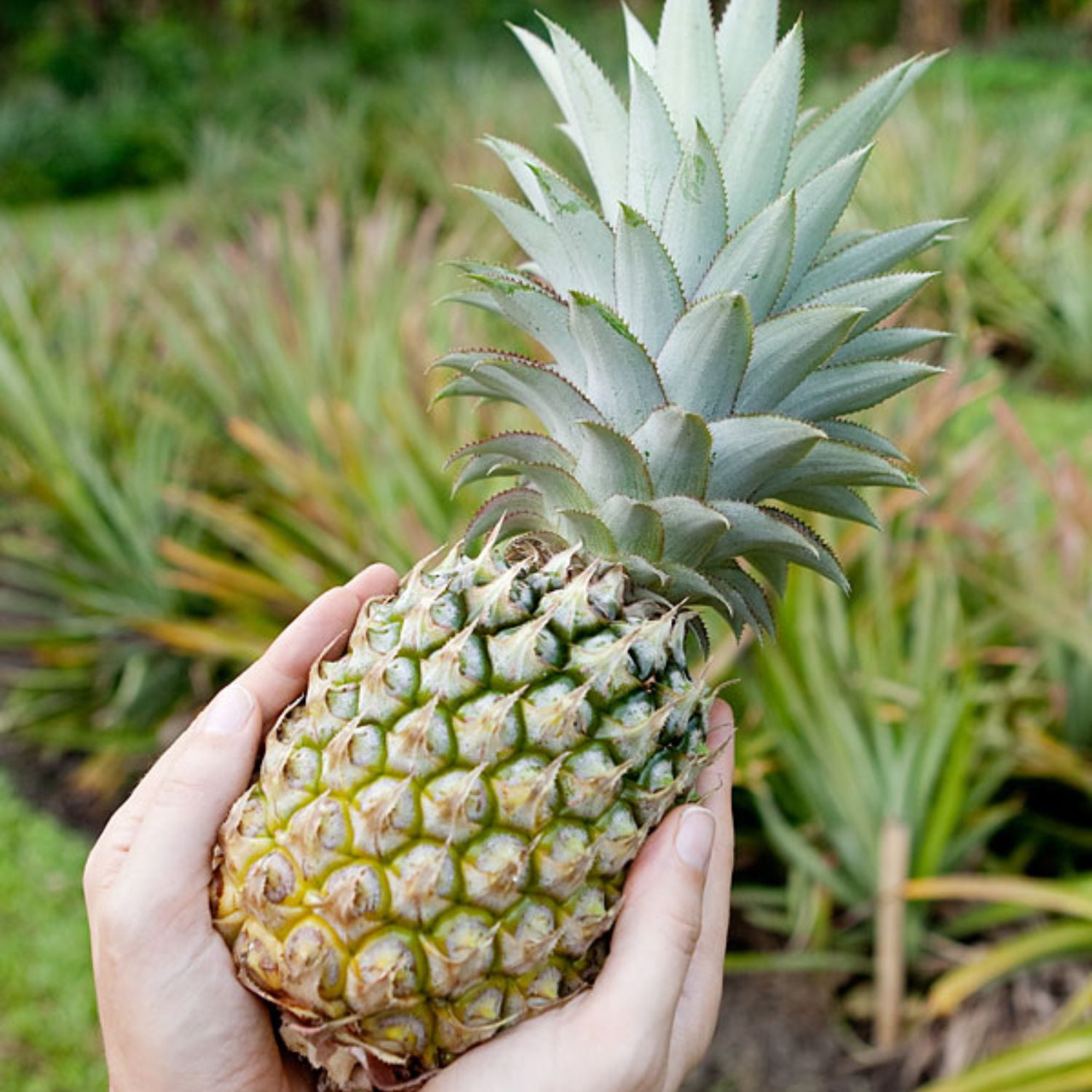 1 White Jade Pineapple Fruit Trees Live Plants, Pineapple Seedlings for ...