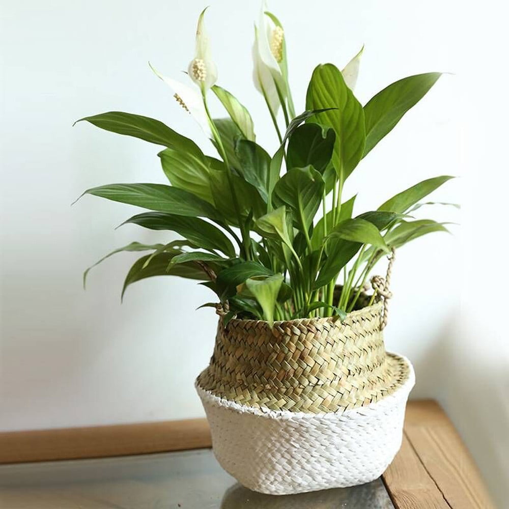 Maceta De Rattan Estilo Bohemio - Cestillo Tejido Con Forro Plástico, Ideal Para Plantas De Interior