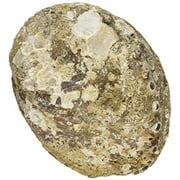 1 X Pearlized Smudging Abalone Shell