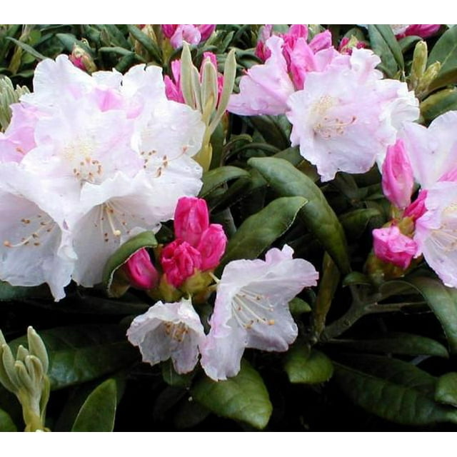 ( 1 ) - Yaku Princess Rhododendron - Starter Plant ( 7L ) ( 1 live ...