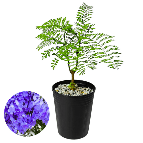 1 Year Old Jacaranda Tree Plant Live, 8-10 Inch Tall, Hardy Jacaranda Plant Live, Live Jacaranda Plant for Yards, Cold Hardy