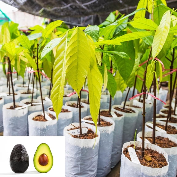 1 Year Old Live Hass Avocado Tree Plant, Well-Rooted Fruit Tree in Half Gallon Pot, 816 Inch, Easy to Grow, No CA