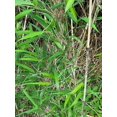 1 bamboo Arundinaria Gigantea giant river cane NC homestead bare root