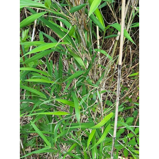 1 bamboo Arundinaria Gigantea giant river cane NC homestead bare root